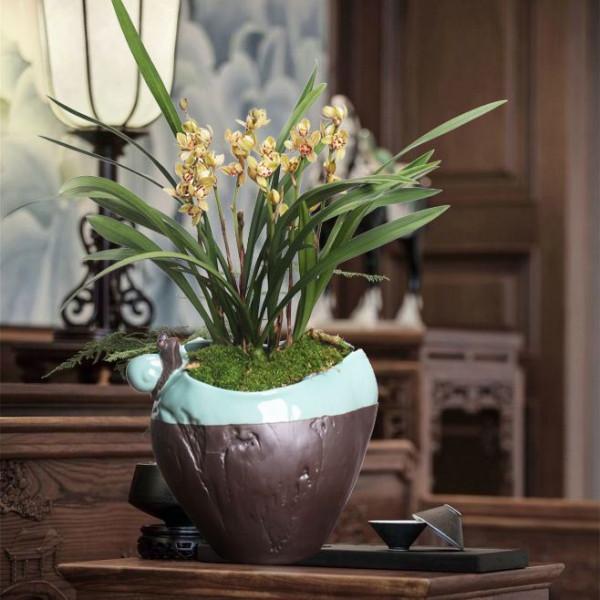 5種花，香氣濃郁，久聚不散，花一開“富貴滿家”