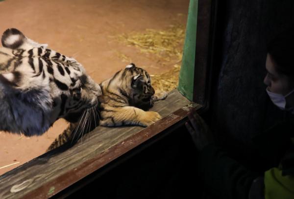俄羅斯動物園裡的孟加拉虎