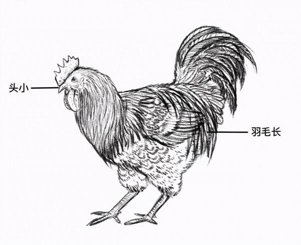 雲南六大名雞,哪隻是你們家鄉的? 雲南六大名雞,哪隻是你們家鄉的?