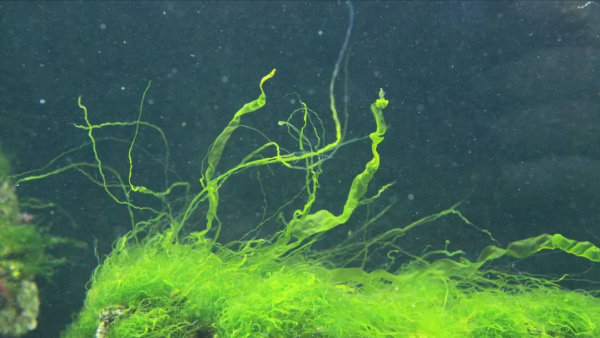 如何解決魚缸水綠的問題