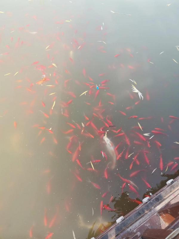 公園湖畔，景色宜人