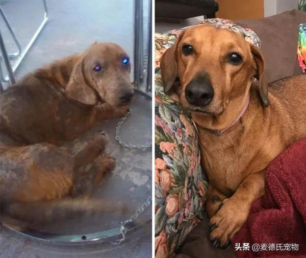 如果你也想要養狗，那就從救一隻狗開始吧...