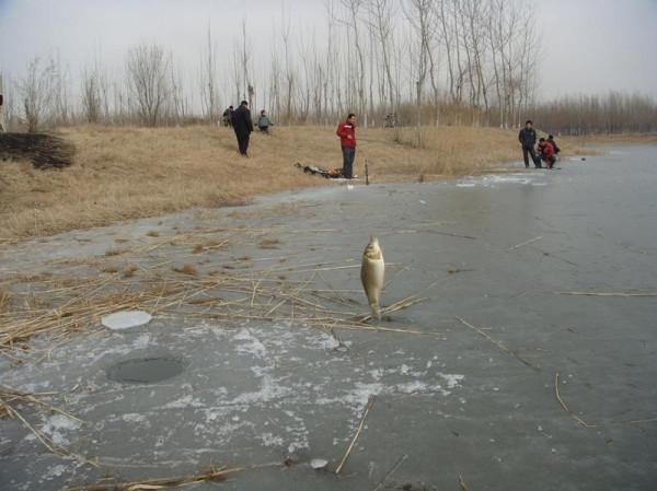 餌料也可以復古，試試這兩種自制餌，大鯽一條接一條