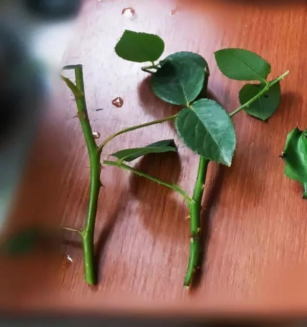 連陰雨天氣，最適合扦插，成活率超高