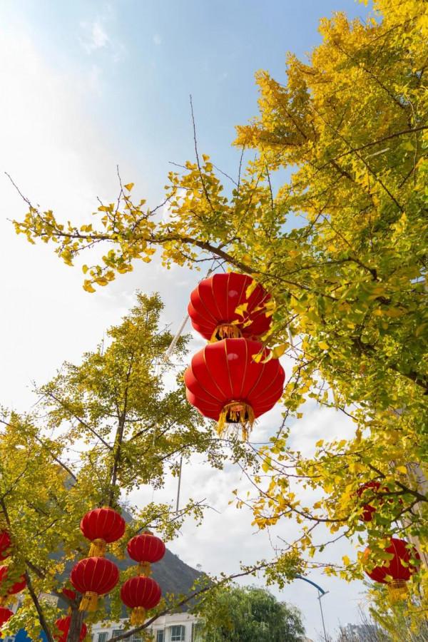 絕美！銀杏盡染無憂城，只看一眼就“淪陷”