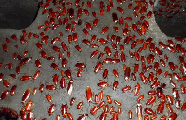 蟑螂在地球上有什麼作用?如果滅絕,對人類會有什麼後果? 蟑螂在地球上有什麼作用?如果滅絕,對人類會有什麼後果?