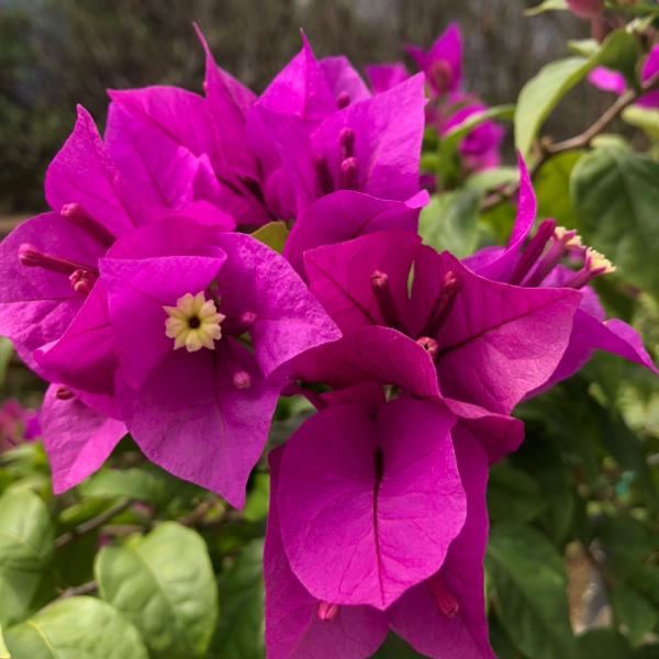 養花以後,爸爸“性情大變”,細心也有耐心了 養花以後,爸爸“性情大變”,細心也有耐心了