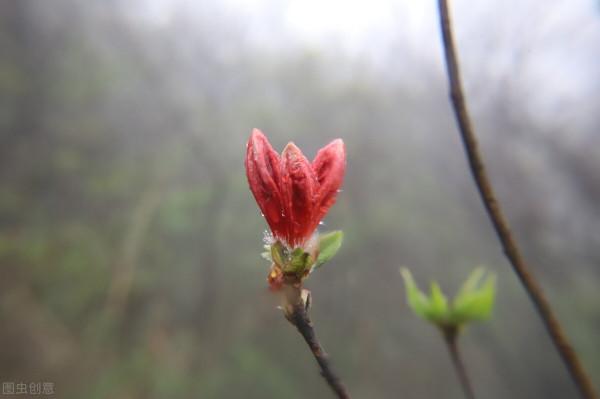 拋撅子的犟駱駝及人生喻義 拋撅子的犟駱駝及人生喻義
