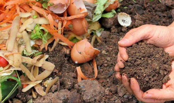 花肥不用買，這些東西做成“花肥”，養什麼花都長得旺
