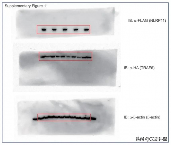 中山大學論文連遭質疑？論文一作僅對圖片造假回應