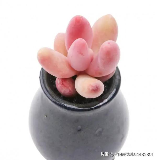 分享秋冬最經典的6種多肉，好養易上色，出狀態美美噠