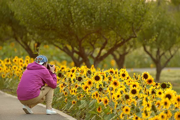 長三角這9條美麗鄉村休閒旅遊行（秋季）路線，你走過幾條？