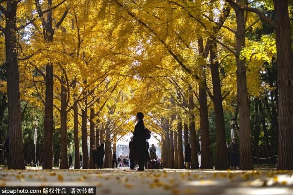 足足20家！北京最美秋色都在這裡了！不用人擠人！