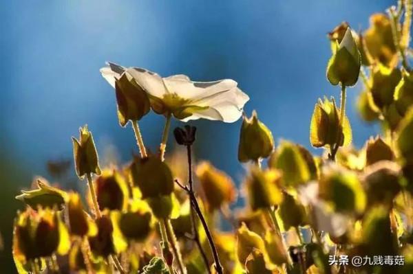 （小小說）臘月梅