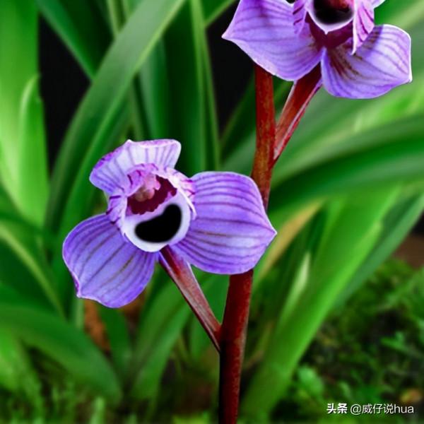 紫月荷蘭花!蘭花裡的新品種,花色罕見,浪漫、溫馨、仙氣十足 紫月荷蘭花!蘭花裡的新品種,花色罕見,浪漫、溫馨、仙氣十足