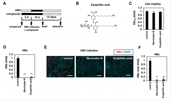 乙肝藥物發現，真菌次級代謝產物嗜外酸，選擇性抑制HBV/HDV進入