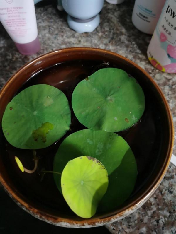 養碗蓮第二十九天