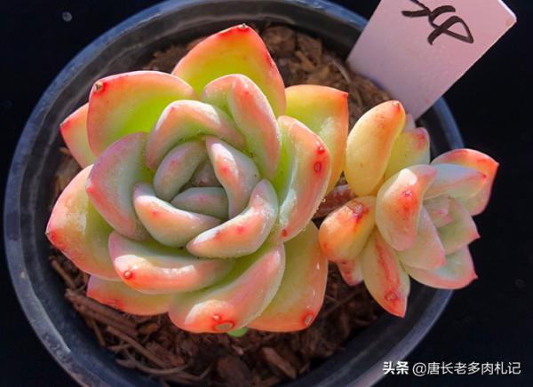 轟動、泡芙和阿瑪貝利，買3次的肉友不少吧？其實它是同一種多肉