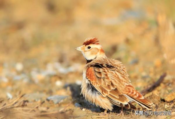 國內十大常見寵物鳥一覽,哪一種是你的最愛? 國內十大常見寵物鳥一覽,哪一種是你的最愛?