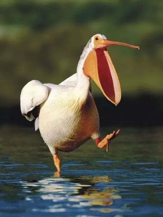 33種美麗的鳥欣賞 33種美麗的鳥欣賞