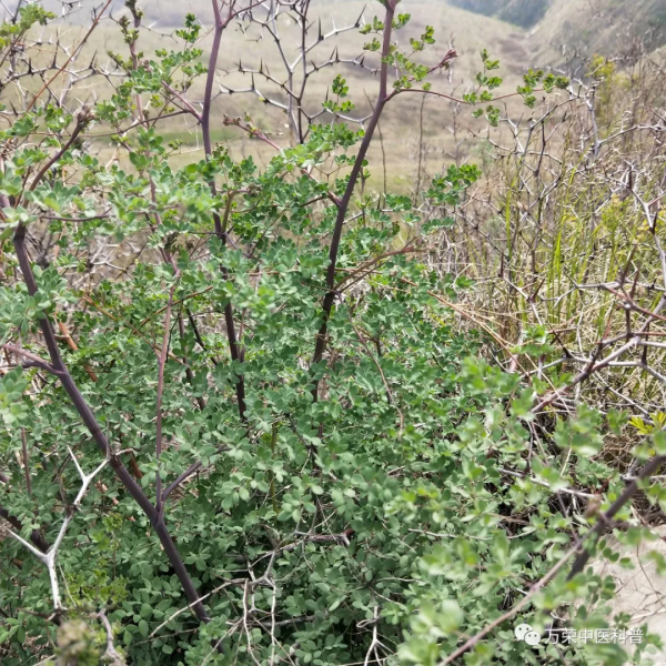 唐松草、藏藥清熱解毒，“土黃連”之一