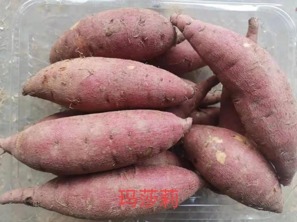 日系紅薯品種優缺點對比如下 日系紅薯品種優缺點對比如下