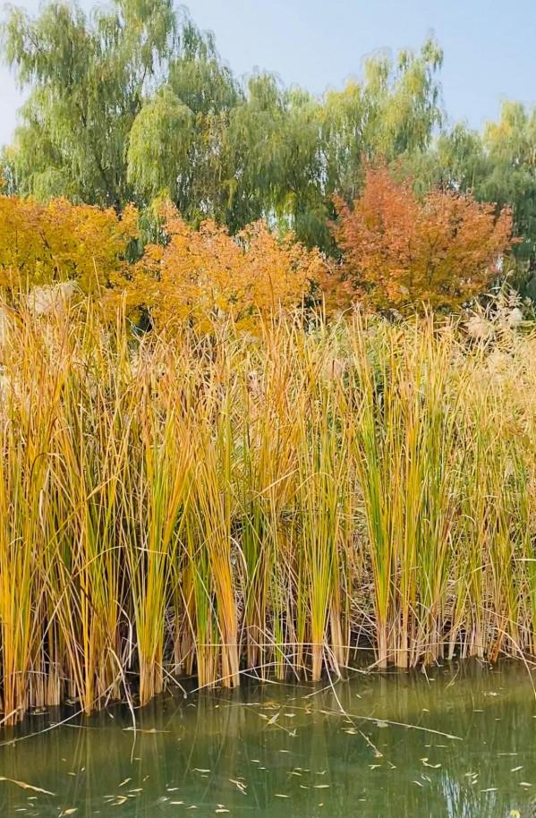 北京紅領巾公園秋色景美 北京紅領巾公園秋色景美