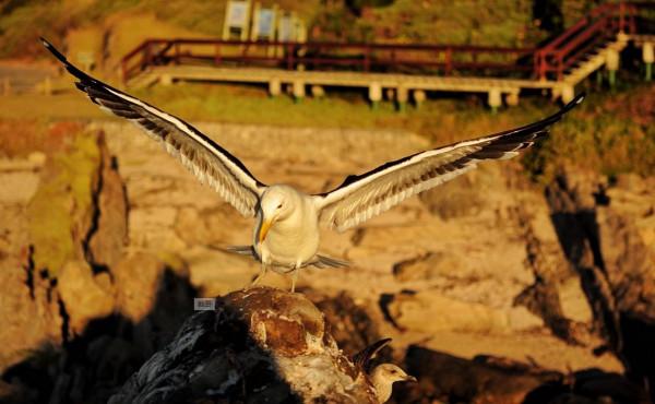 那個遙不可及的好望角，為什麼原來叫“風暴角”？它究竟在哪裡