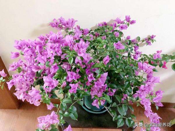 三角梅謝了，小木槿開了