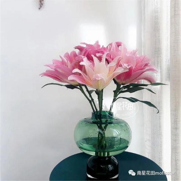 伊蒂莎重瓣百合 · 藥草甜香 伊蒂莎重瓣百合 · 藥草甜香