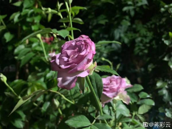 現在給花上秋肥,杆子粗、葉子密,不然冬天都凍死 現在給花上秋肥,杆子粗、葉子密,不然冬天都凍死