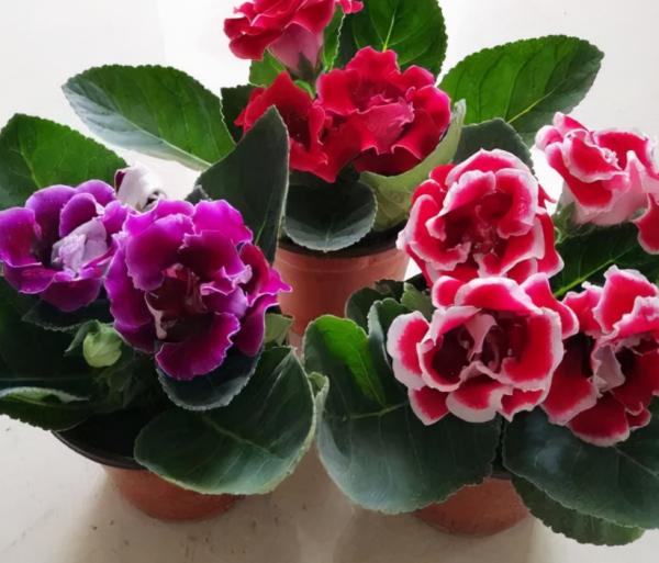 家庭養花:最值得入手的大巖桐,又名大富貴,旺運又好養漂亮 家庭養花:最值得入手的大巖桐,又名大富貴,旺運又好養漂亮