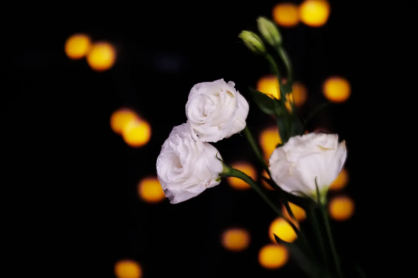 超大光圈真有那麼毒嗎？價效比極高的七工匠25mm F0.95上手體驗