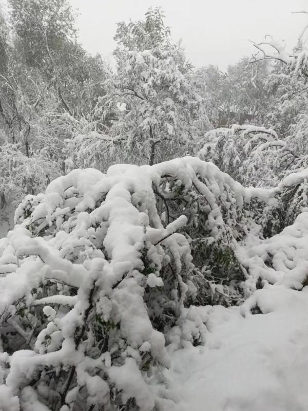 原創小詩《立冬日逢大雪》