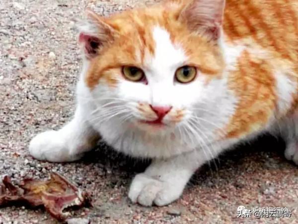 沂山奇遇記 沂山奇遇記