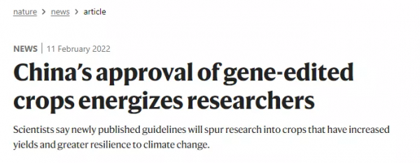 Nature評論：我國批准轉基因作物研究新規