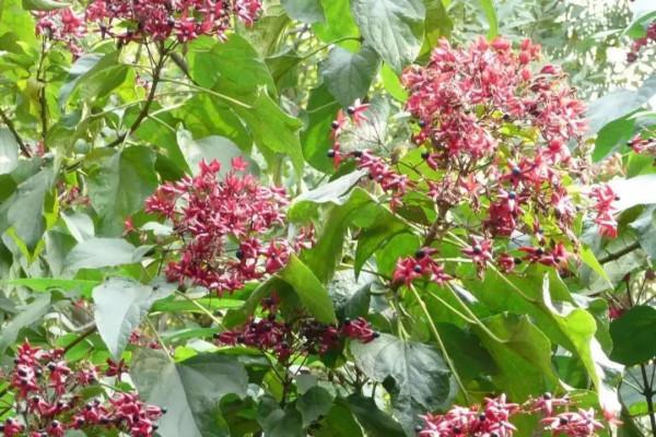 實用分享丨30款大型開花樹種介紹,白似雪、黃似陽、紅似霞,美翻 實用分享丨30款大型開花樹種介紹,白似雪、黃似陽、紅似霞,美翻