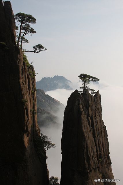 怎麼選購庭院造型樹？選購造型樹的基本常識