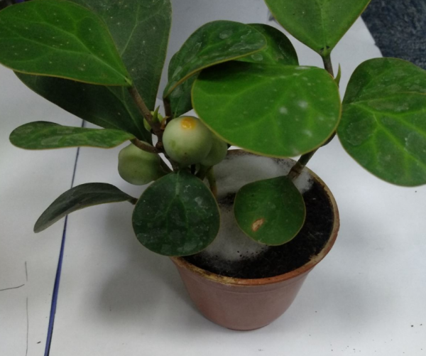 再窮也要養盆小盼菩提,有“旺運”好兆頭,被稱作“智慧樹” 再窮也要養盆小盼菩提,有“旺運”好兆頭,被稱作“智慧樹”