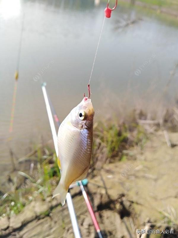 晨釣一不小心捅了鰟鮍窩