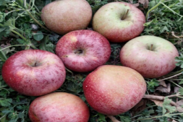 日本最嚴種苗法實行8個月,我國哪幾類水果有可能違反日本禁令? 日本最嚴種苗法實行8個月,我國哪幾類水果有可能違反日本禁令?