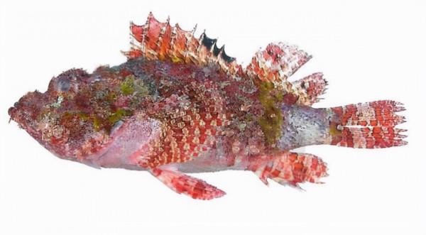 海邊有哪些看起來人畜無害,實際兇險萬分的動物?見到躲遠些 海邊有哪些看起來人畜無害,實際兇險萬分的動物?見到躲遠些