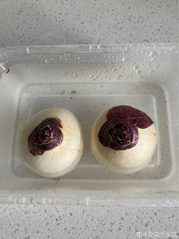 風信子到了夏天，趕緊挖出來埋沙裡，秋天繼續種