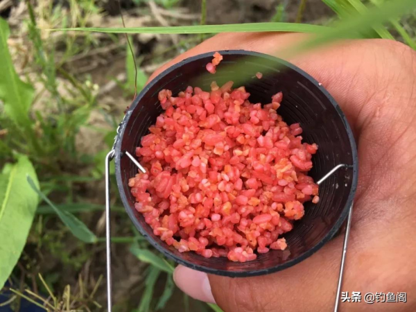 淺水區釣鯽魚很有講究，一步走錯就可能影響魚獲，別不信