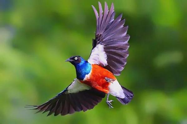 ￼如果要評選世界上誰飛得最漂亮？估計除了這些七彩鳥兒，