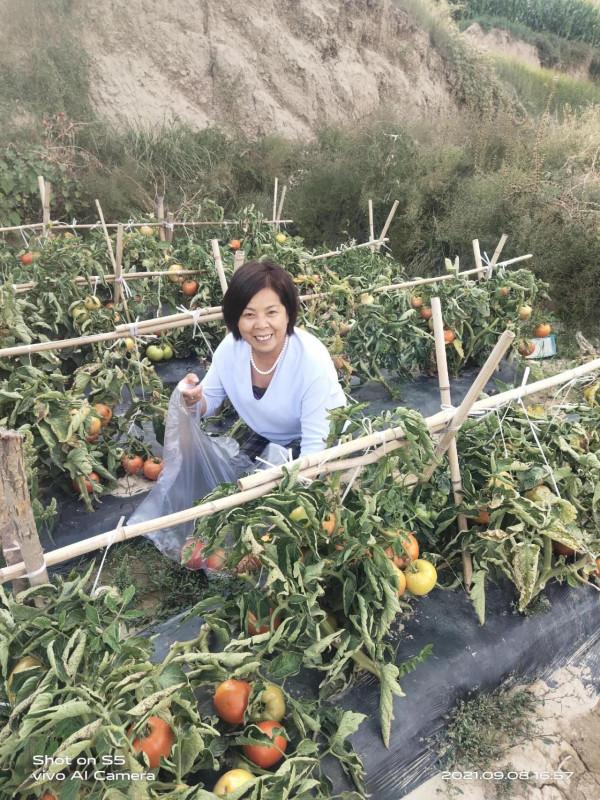 牛站村的西紅柿豐收了