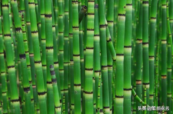 農村到處都是的“節節草”,沒想到還有這麼多的用途,瞭解一下吧 農村到處都是的“節節草”,沒想到還有這麼多的用途,瞭解一下吧