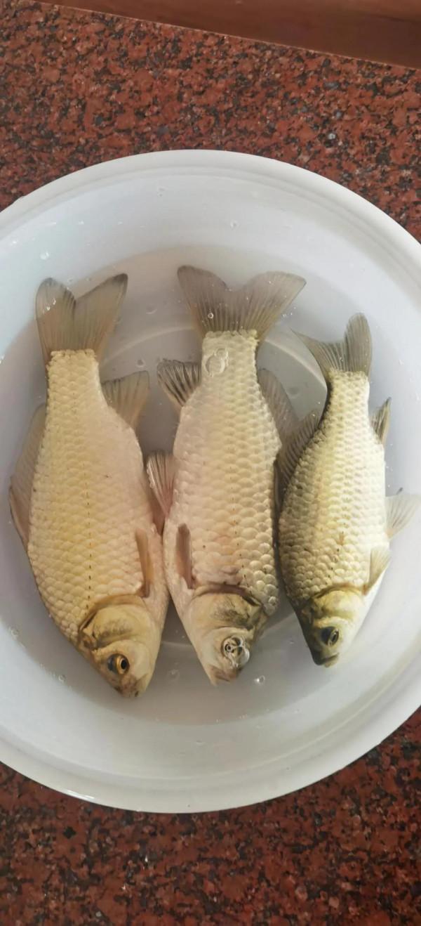 這是啥品種大板鯽