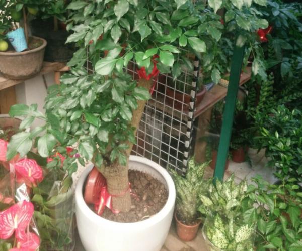 室內盆栽種樹選這3樣,枝葉繁茂,四季常青,寓意好 室內盆栽種樹選這3樣,枝葉繁茂,四季常青,寓意好