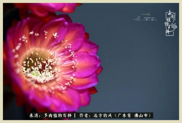 我若盛開，蝴蝶愛來不來